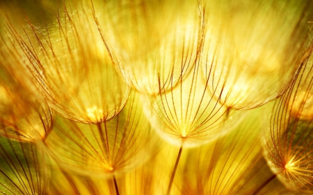 Gloden Leaves - leaves, golden, yellow, fluff