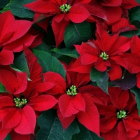 Poinsettias