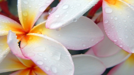 Wet Plumeria! - nature, wet, flowers, plumeria