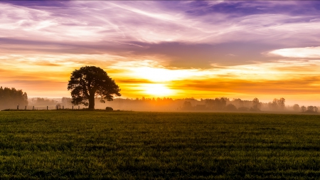 Sunrise - landscape, sun, grass, sky, clouds, splendor, tree, nature, sunrise