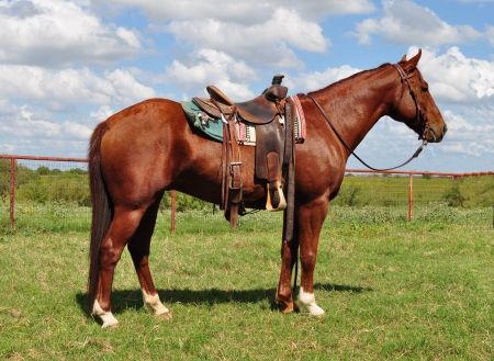 beautiful gorgeous horse color brown - sky, gorgeous, horse, beautiful