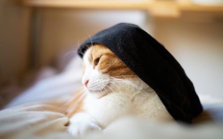 Cat - hat, pretty, cat face, beautiful, lovely, paws, cat, kitten, cute, cats, face, sleeping, animals, kitty