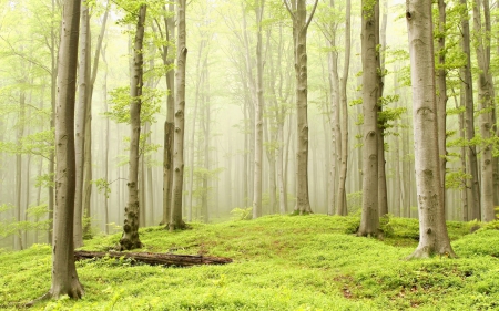 * Forest * - fog, nature, forest, trees