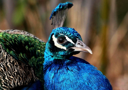 Proud Peacock - wildlife, wide screen, photography, bird, peacock, avian, animal, proud, photo