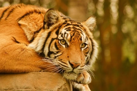 Just Chilling! - Graceful, Stunning, Tiger, Beautiful, Majestic