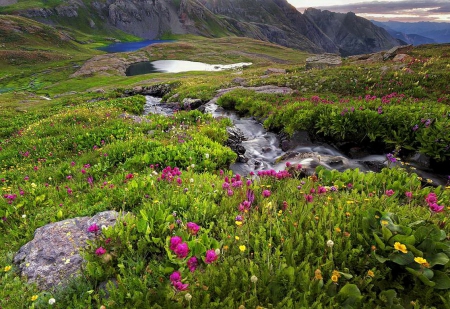 Mountain wildflowers - slope, freshness, carpet, stream, greenery, colorful, field, meadow, rocks, creek, pretty, grass, mountain, lovely, nature, beautiful, stones, wildflowers