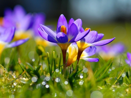 Spring flowers - pretty, delicate, beautiful, drops, spring, grass, lovely, freshness, flowers, bubbles, crocus