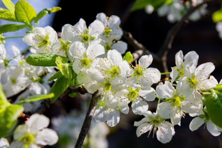 Spring branches - branches, flowering, lovely, spring, nature, freshnerss, pretty, blossoms, leaves, tree, garden