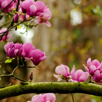 Magnolia tree