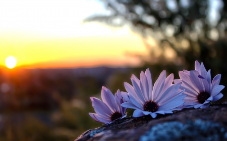 Beautiful Flowers - daisies, flowers, bokeh, for you, sunset, nature, daisy, with love