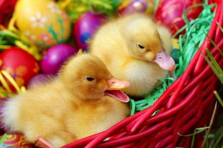 Easter ducks - eggs, basket, Easter, ducks