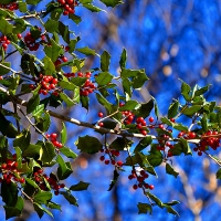 Holly