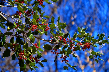 Holly - holly, blueberries, bush, red