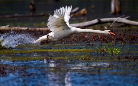 Swan - white, swan, water, wings, spring, fly, bird