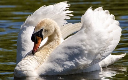 Swan - white, swan, red, water, feather, wings, bird