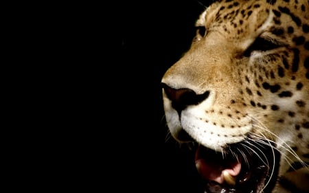 Leopard - head, black, leopard, animal, jaguar, background, fang