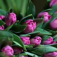 Tulips