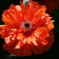 Poppy