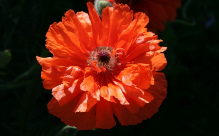 Poppy - red, flower, black, spring, poppy, macro