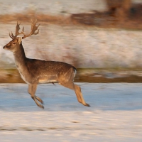 Running deer