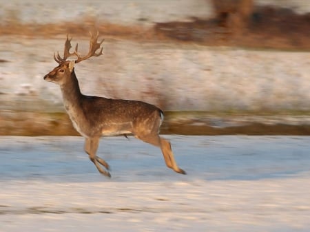 Running deer - winter, sweet, nature, deer, cute, animals, wildlife, wild, wallpaper