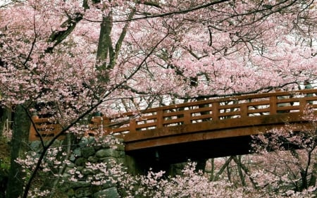 Sakura Bridge - japanese, spring, cherry blossom, japan, sakura, tree, flowers, bridge, asia