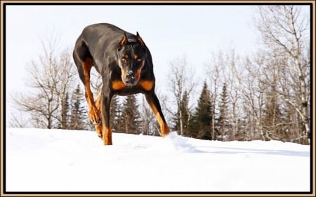 Lovin' The Snow - dogs, doberman, snow, dobie, animals