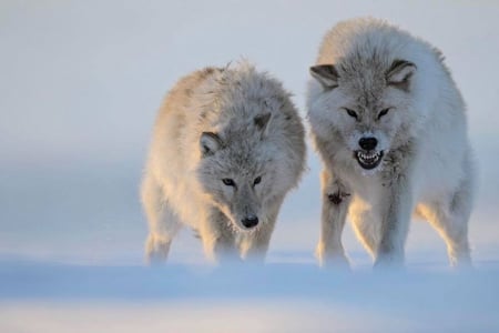 Beware, I'm Angry - white, winter, nature, Wolves, snow, animals