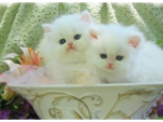 White kittens