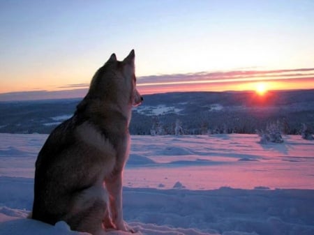 Watching the Sunset - wolf, nature, sky, animals, snow, sunset, watching