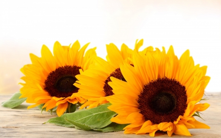 Sunflowers - sunflowers, brown, yellow, leaves, flowers, still life