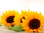 Sunflowers