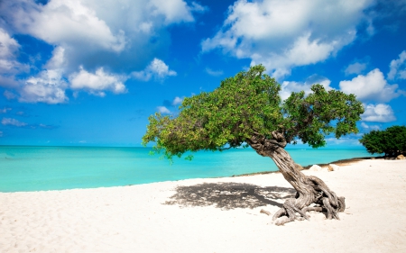 Beach - beach, sky, travel, trees, paradise, tropical, blue sky, summer, nature, tree, sea, sand