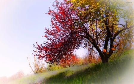 SPRING TREE - nature, colors, tree, spring