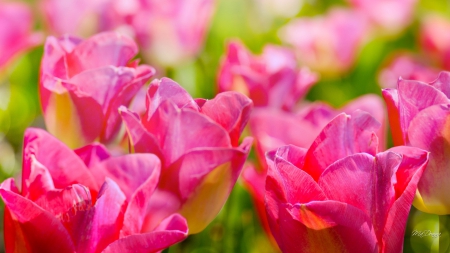 Tons of Tulips - tulips, summer, spring, bright, floral, pink, red, flowers, garden