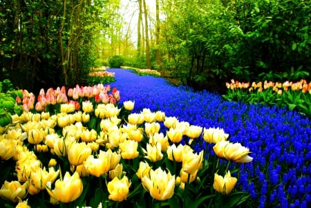 SPRING WALKWAY - nature, tulips, flowers, spring