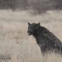 Amazing black lion in Africa