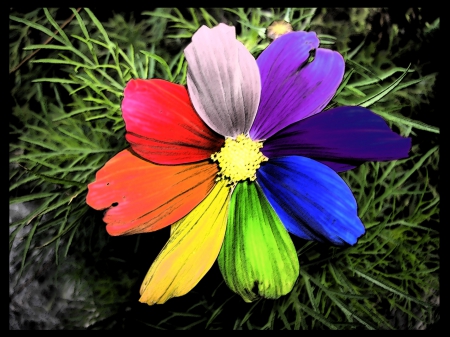 By Pleatu - color, flower, petal, rainbow