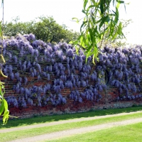 Wall of Wisteria