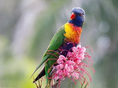 Lovely Parrot! - animal, parrot, lovely, nature