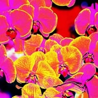 Purle-yellow orchids