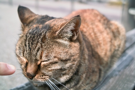 Cat - paws, face, pretty, cute, animals, beautiful, cat, sleeping, kitty, cats, kitten, hat, lovely, cat face