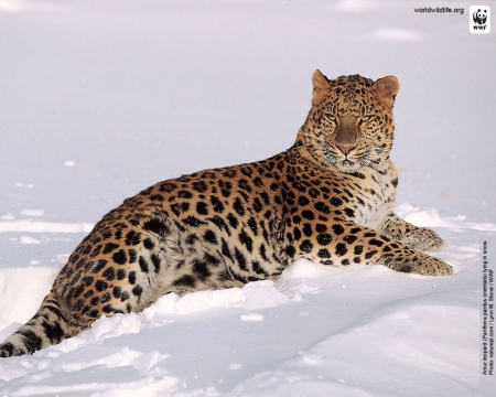 Amur leopard - species, snow, rare, endangered