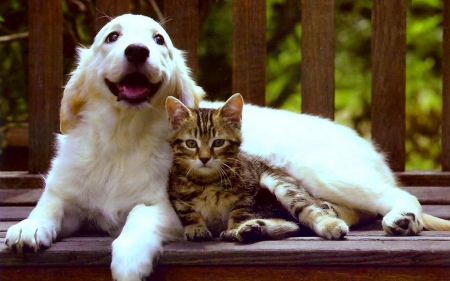 Cute friends - love, puppy, cat, dog, cute, kitten