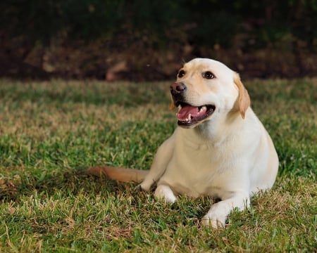 Labrador - pretty, puppys, beautiful, dog, lovely, sweet, animal, dogs, cute, puppy, animals