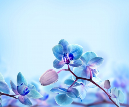 Blue Flowers - orchid, delicate, beautiful, blue, flowers, spring