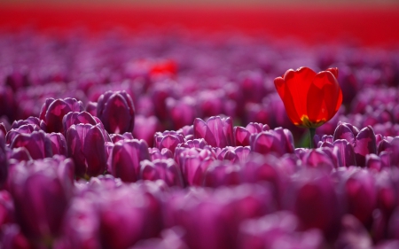 Tulips - nature, purple, tulips, one red, flowers, field