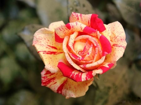 Textured Rose - flowers, textured, nature, rose