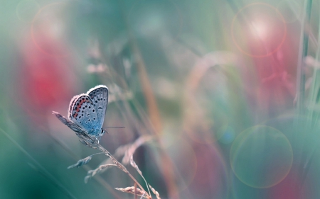 A Study in Pastels - pastel, butterfly, nature, colors