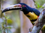 Collared Aracari Tropical Bird